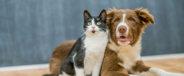 Animal care — cat and dog