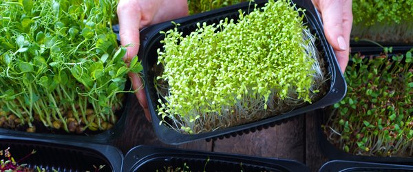 Cannabis and microgreen cultivation